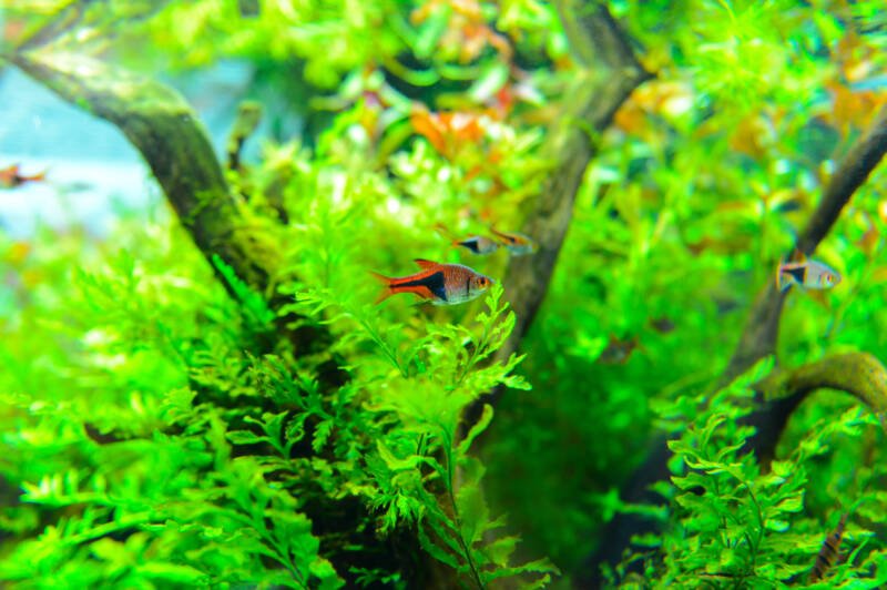 Harlequin rasboras nadando a través de Java Moss en un acuario plantado
