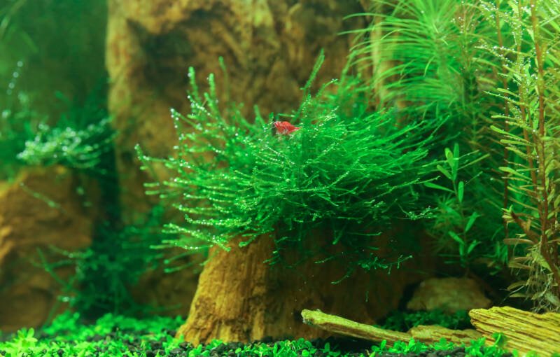Underwater landscape of a planted aquarium with Java Moss