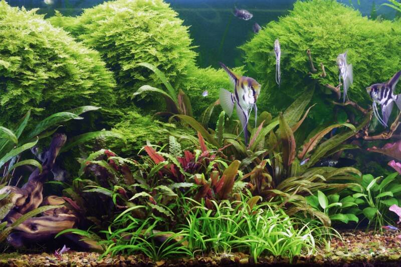Decorative planted aquarium with Java Moss Plant