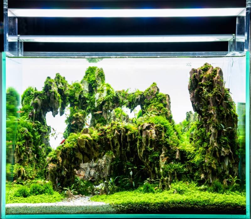 Java moss as aquascaping tool for planted aquariums