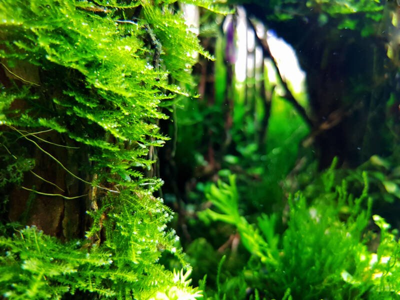 Vesicularia dubyana also known as Java moss are growing in freshwater aquarium
