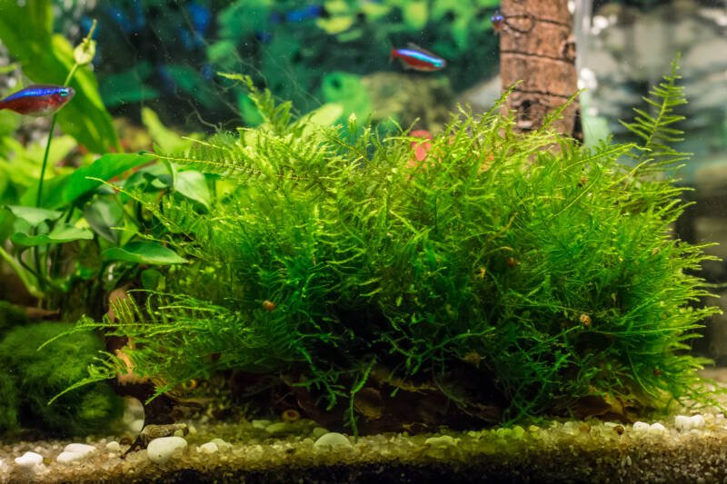 Vesicularia known as Java moss could be a good option for a planted aquarium with Serpae tetras