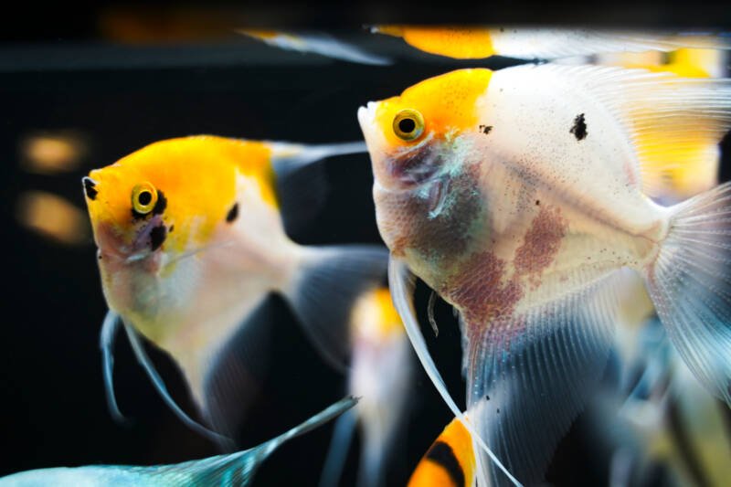 Koi angelfish swimming in a freshwater aquarium