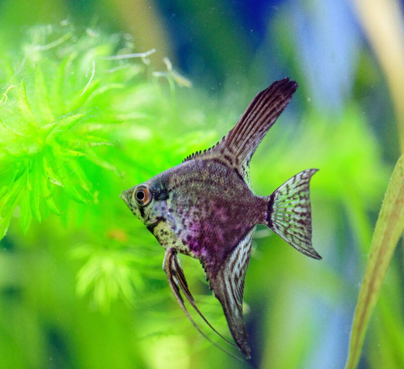 Leopard variety of the Pterophyllum scalarealso known as Leopard Angelfish swimming in a planted fishtank