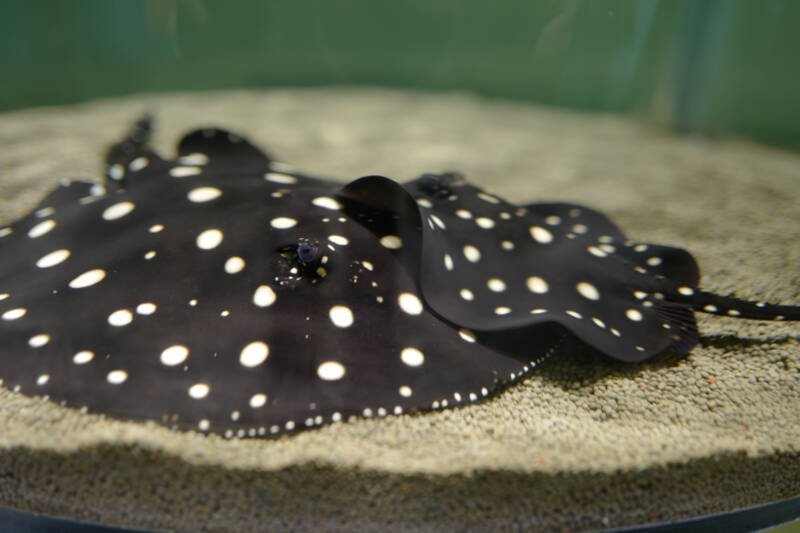 Potamotrygon leopoldi also known as Xingu River ray dwelling the bottom in a freshwater aquarium