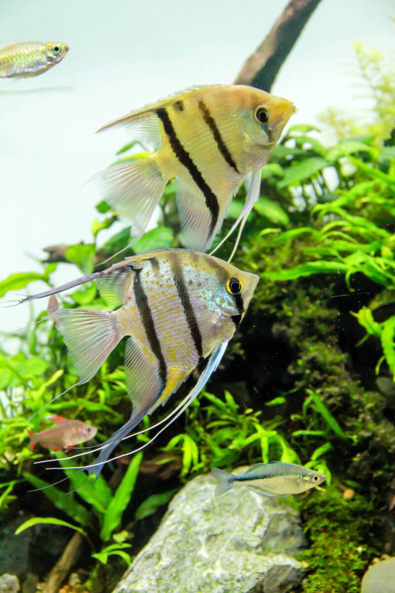 Wild Angelfish, Leopold's Angelfish (Pterophyllum leopoldi) up and Peruvian Altum Angelfish (Pterophyllum cf. scalare) down, swimming in a freshwater aquarium