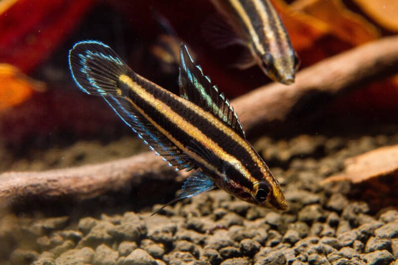 Rare Licorice fish swimming in a freshwater aquarium