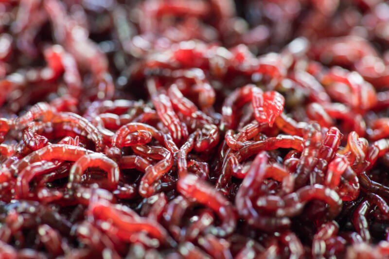 Close up of many live bloodworms for aquarium fish