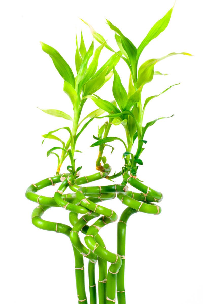 Couple stems of Lucky Bamboo or Dracaena sanderiana for aquarium use