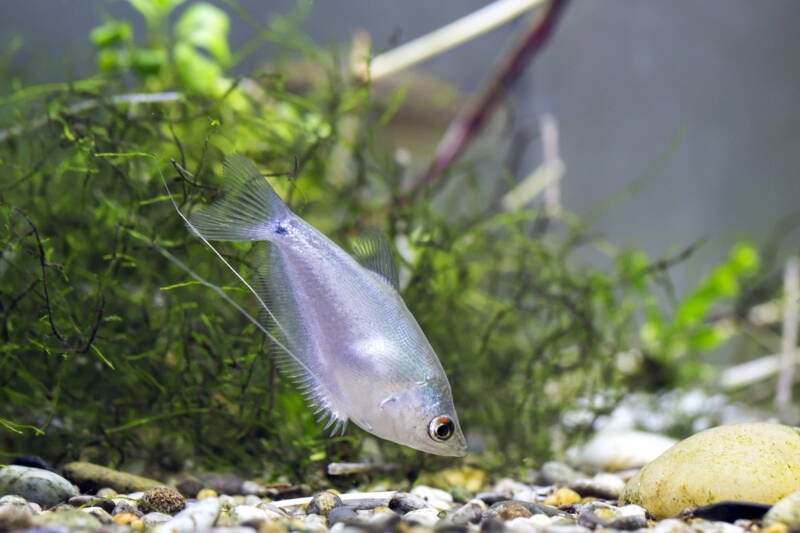 Trichopodus microlepis also known as Moonlight gourami looking for food 