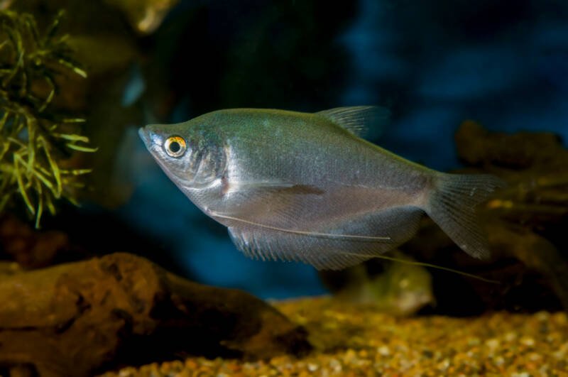 Moonlight gourami (Trichogaster microlepis) is a labyrinth fish of the family Osphronemidae
