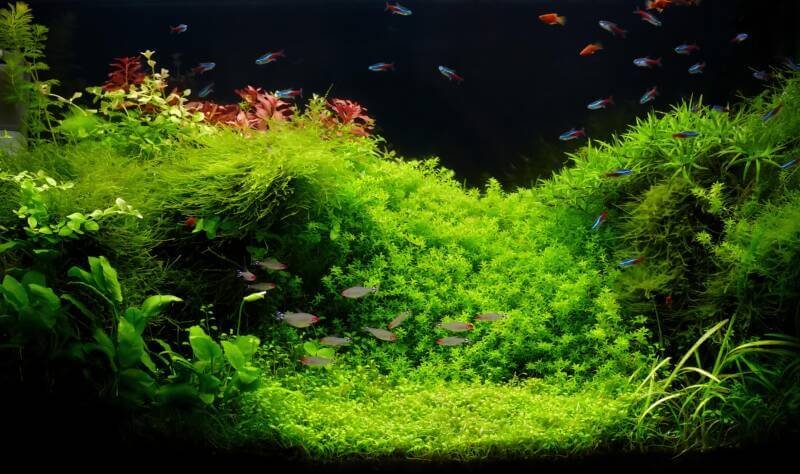 Substrate for a planted aquarium