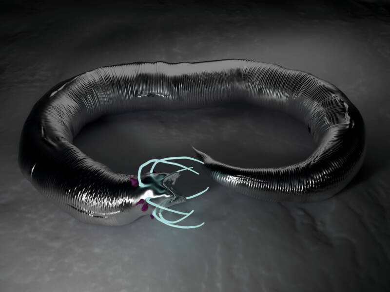 Macro image of a Nematode worm in high details 