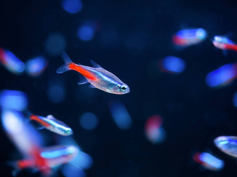 Pregnant Neon Tetra navigating the freshwater aquarium
