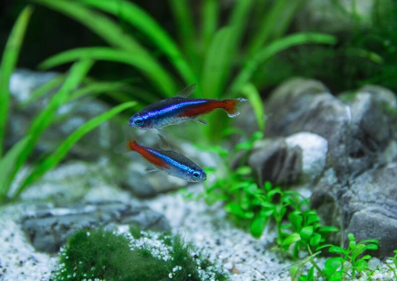 A couple of neon tetras is spawning some eggs