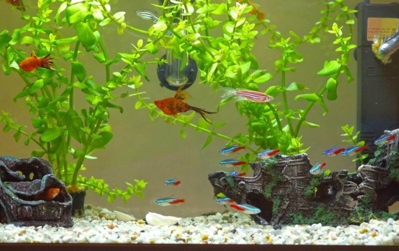 Pregnant Neon Tetra schooling with other fish