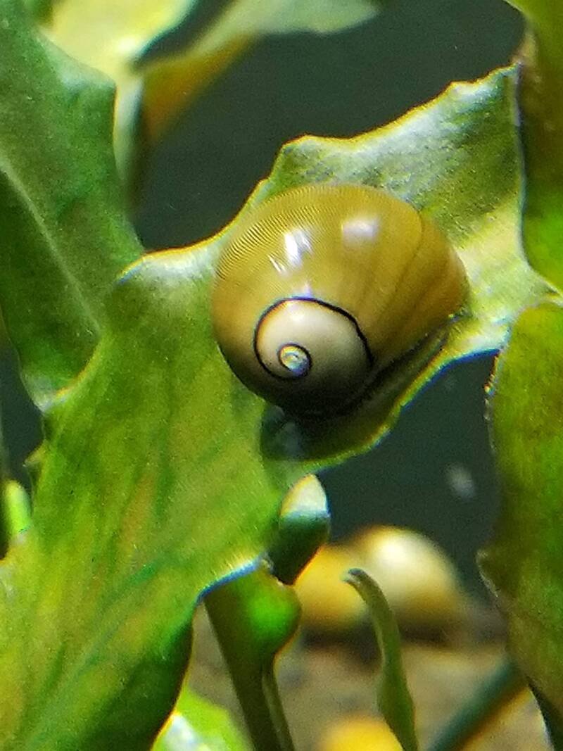 Olive Nerite Snail comiendo algas en una planta de acuario de agua dulce