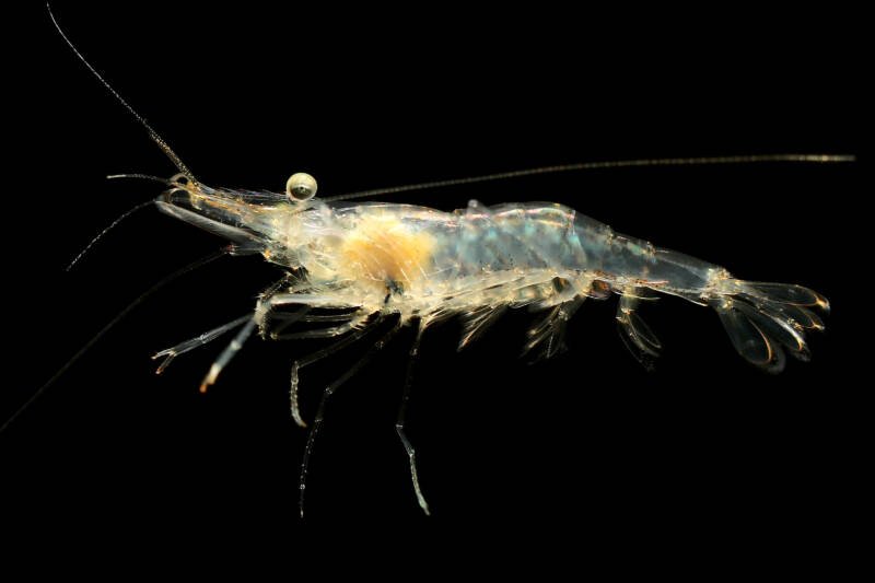 Freshwater Ghost Shrimp or Glass Shrimp (Palaemonetes paludosus) isolated on black background