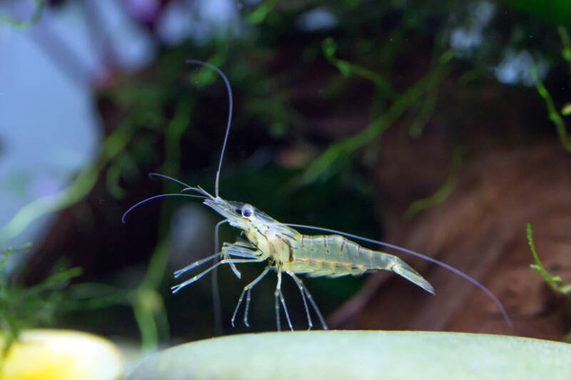 Palaemonetes or ghost shrimp