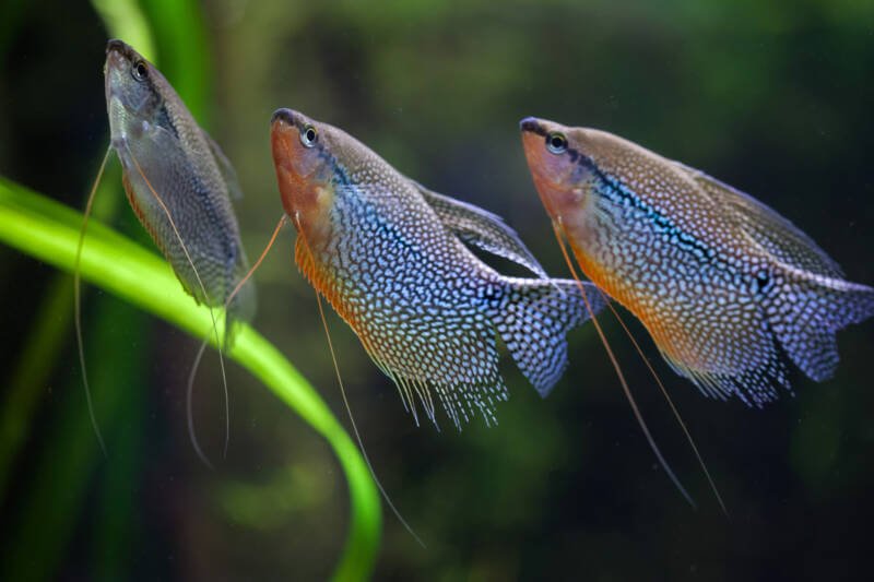 Pearl gouramis Trichopodus leerii, also known as the mosaic gouramiare are swimming in a planted aquarium