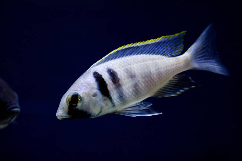 Placidochromis electra swimming in a freshwater aquarium
