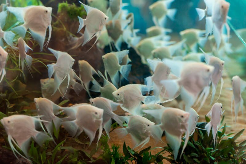 Platinum angelfish group or science name Pterophyllum scalare swimming in beautiful freshwater aquarium 