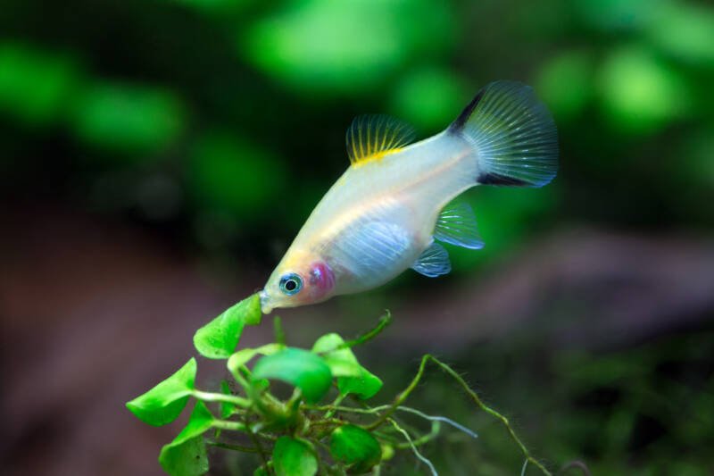 Platy aquarium fish known as well as Xiphophorus maculatusswimming in a freshwater planted aquarium