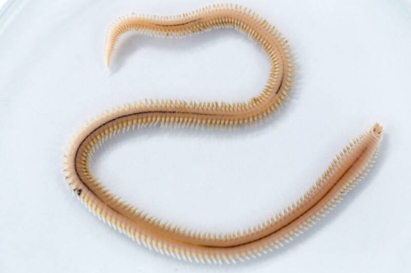 Close up of a Polychaetes also known as bristle worm