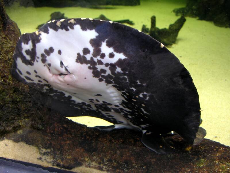 Close up of Potamotrygon Henlei in aquarium