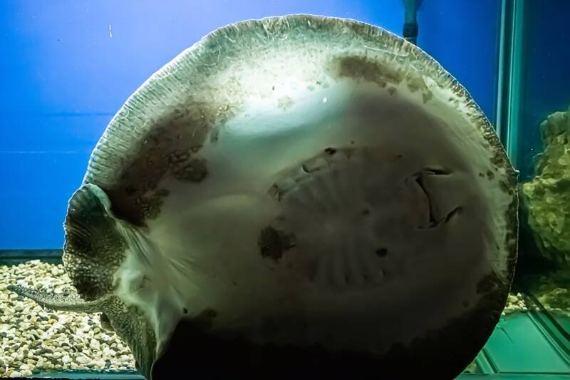 A huge Potamotrygon Motoro swims in freshwater aquarium