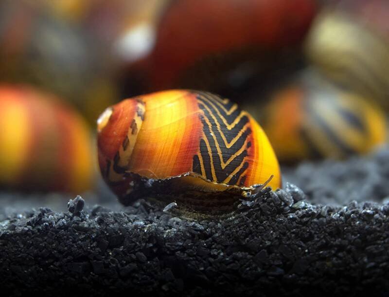 Racer Nerite Snail sobre un sustrato oscuro en acuario de agua dulce
