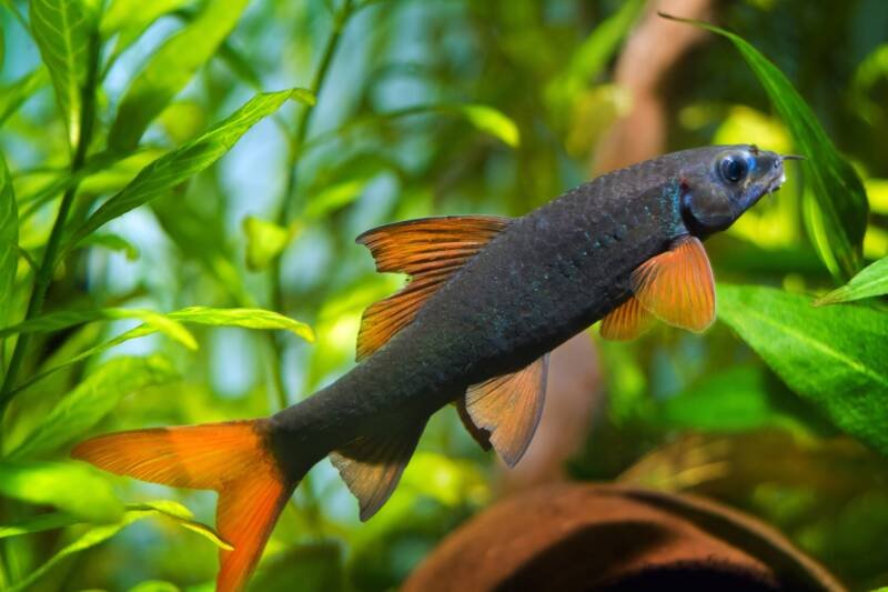 Epalzeorhynchos frenatum commonly known as rainbow shark swimming in a planted aquarium