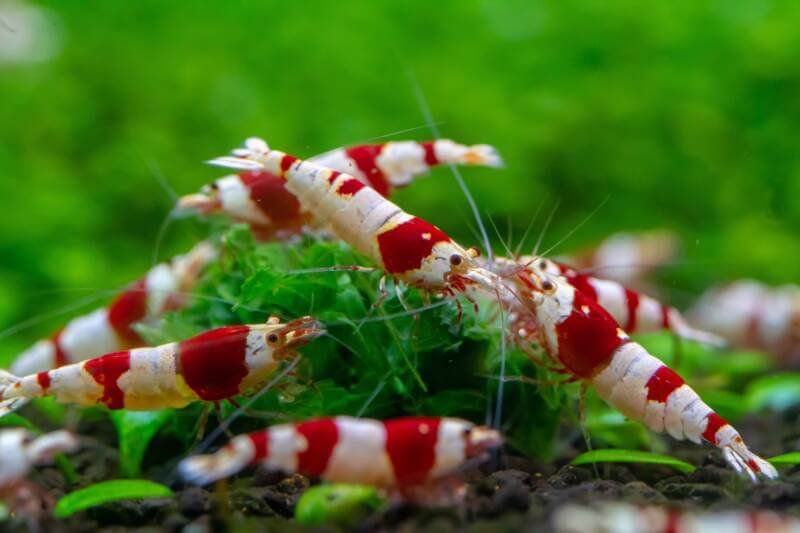 Freshwater Shrimp for Aquarium • (Types, Tank Mates & Care)