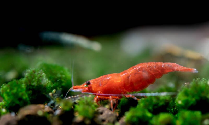 Fire red or Cherry dwarf shrimp with green background in fresh water aquarium tank