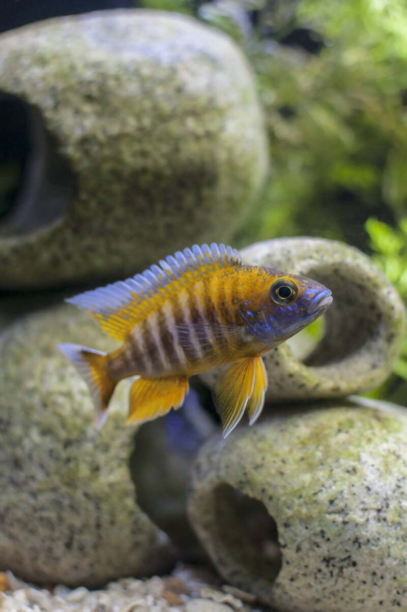 Red Jacob Peacock Cichlid also known as well as Aulonocara jacobfreibergi in a freshwater aquarium