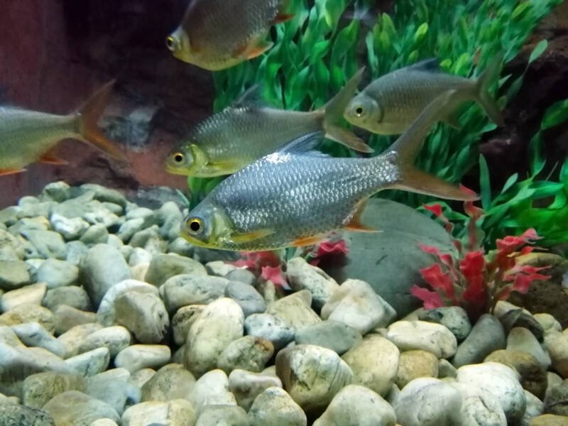 School of Red tinfoil barbs is swimming in freshwater aquarium