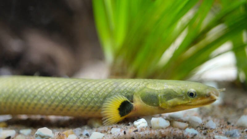 Aquarium freshwater fish close-up. The fish is called ropefish, reedfish or snakefish. Fish with eel like shape.