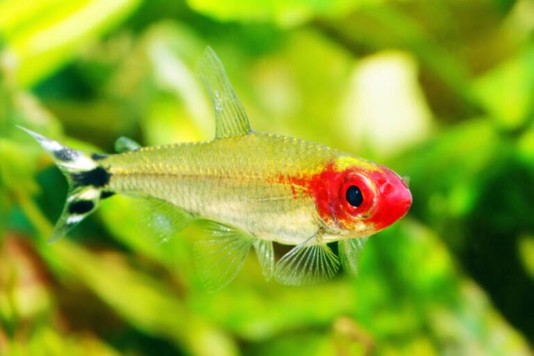 Rummy Nose Tetra • Care Guide (Tank Setup, Mates & Diet)