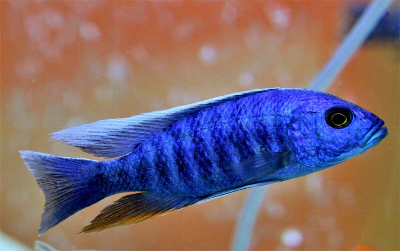 Sciaenochromis fryeri también conocido como cíclido azul eléctrico en un acuario de agua dulce
