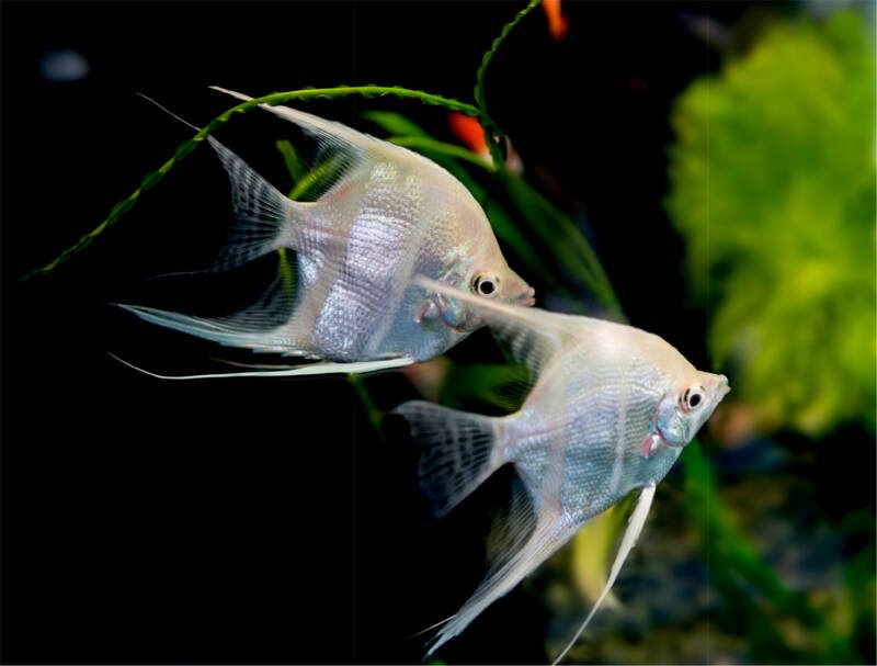A couple of Silver Angelfish swimming in a freshwater planted aquarium