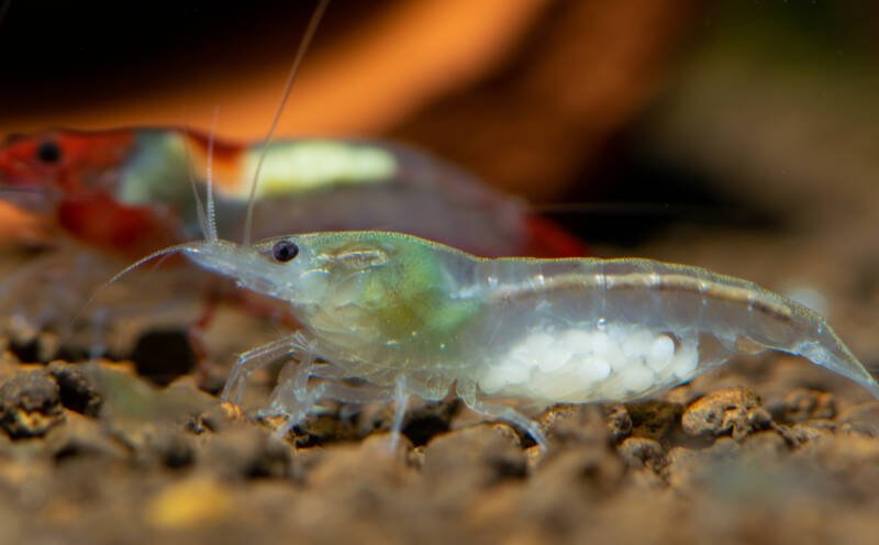 Neocaridina zhangjiajiensis known as well as Snowball Shrimp with eggs in a tank