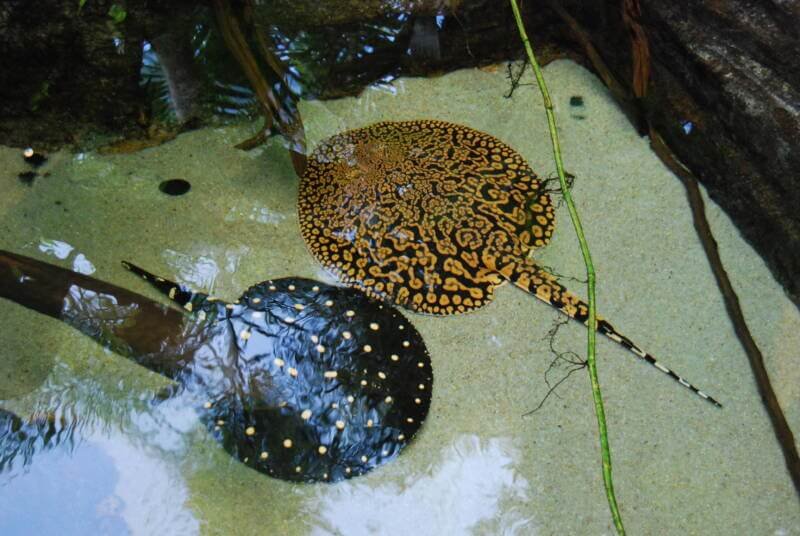 A couple of Potamotrygons in aquarium