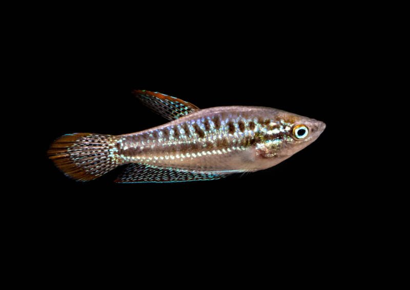 A macro shot of a sparkling gourami tropical fish
