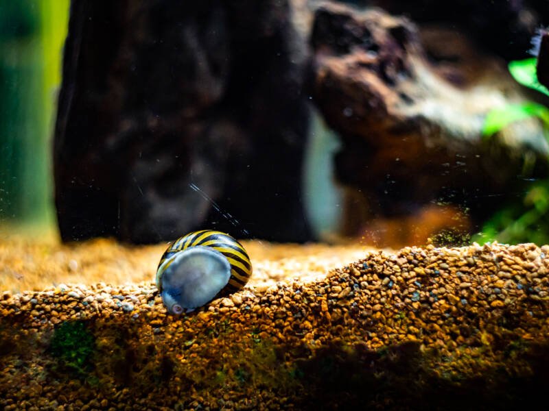 Caracol nerite manchado conocido como caracol nerite cebra en busca de algas en el cristal del acuario