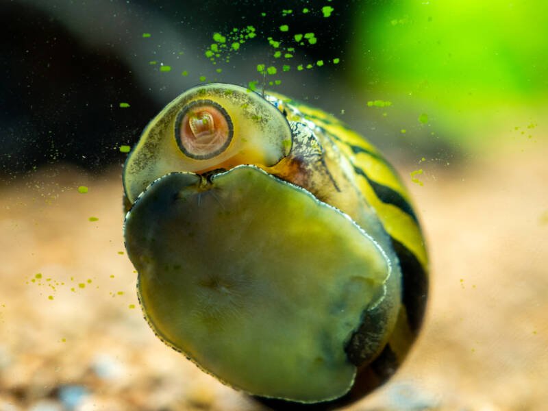 Caracol nerite manchado (Neritina natalensis) comiendo algas del vaso del acuario de peces