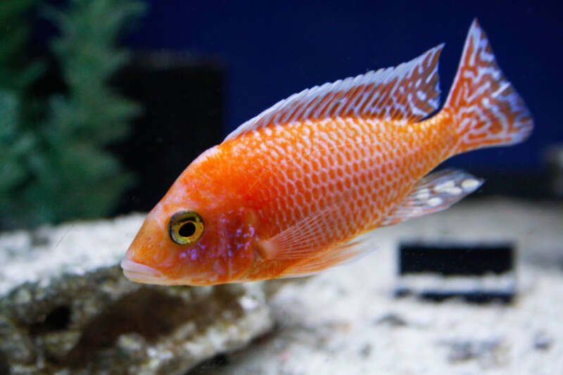 Aulonocara sp. also known as strawberry peacock swimming in a freshwater aquarium