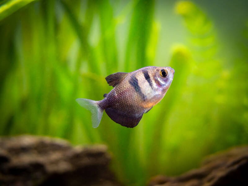 Gymnocorymbus ternetzi commonly known as black skirt tetra fish swimming in an aquarium