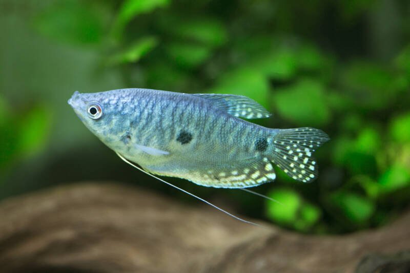 Trichogaster trichopterus known as Three spot gourami swimming in a freshwater planted aquarium