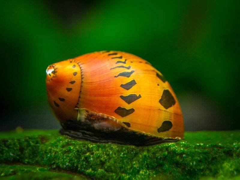Tiger Nerite Snail eating algae matter in a freshwater aquarium