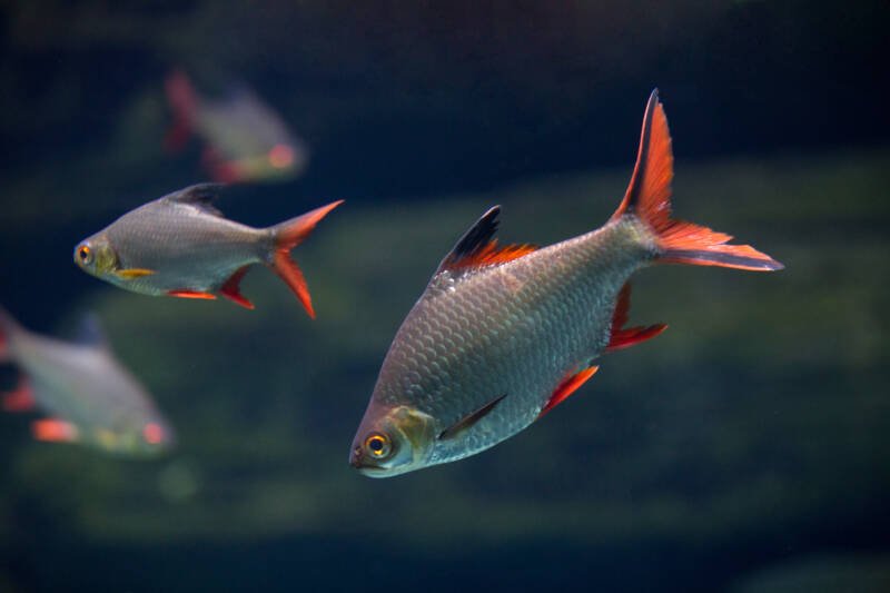 Tinfoil barb swimming in freshwater aquarium